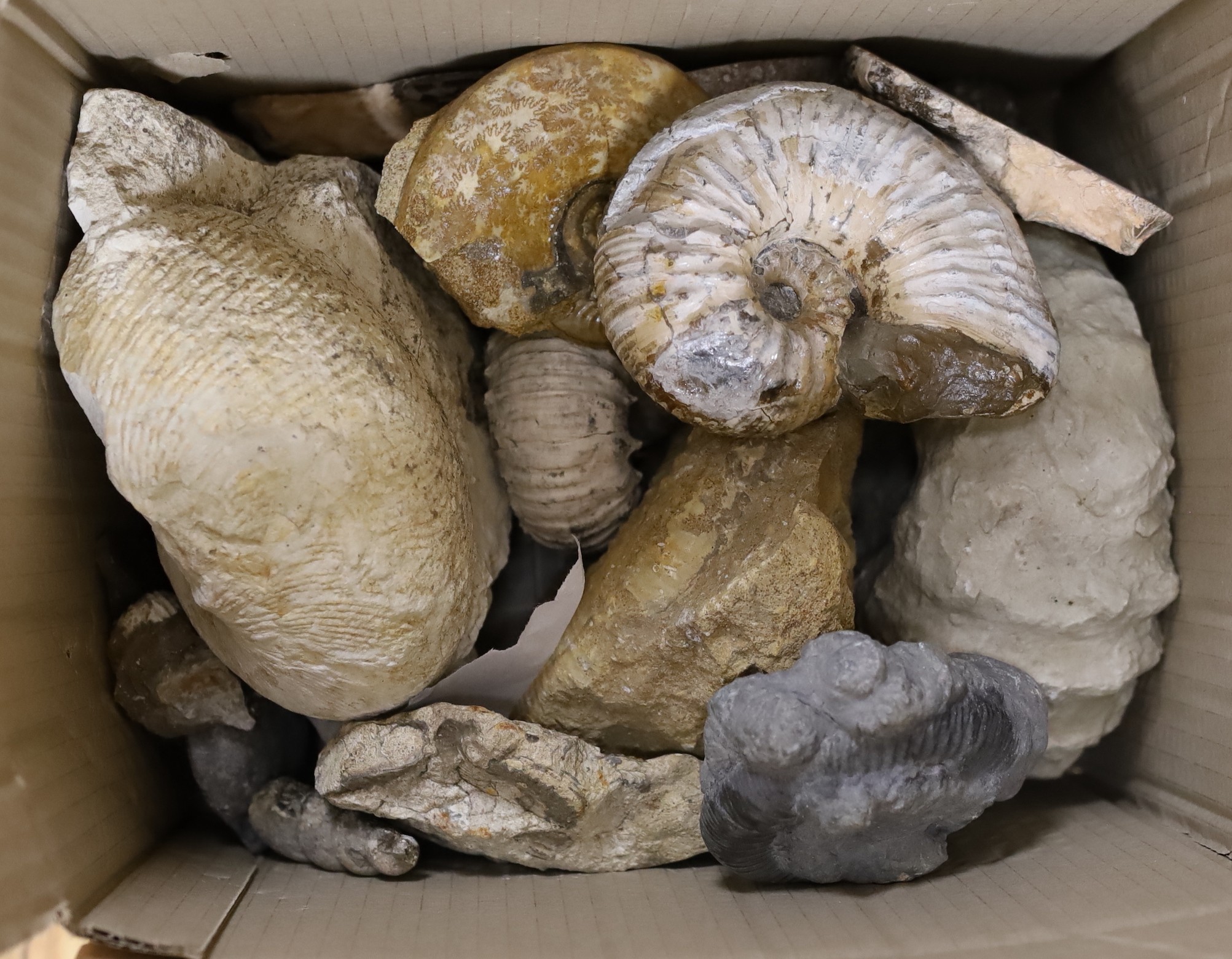 A collection of ammonites and mollusc fossil specimens and they split quartz geode, the largest 21 cm across